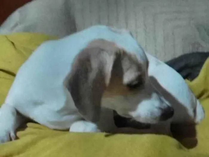 Cachorro ra a Salsicha porte pequeno  idade 1 ano nome Branquinha 