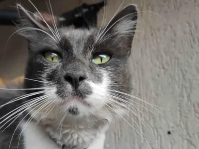 Gato raça SRD-ViraLata idade 6 ou mais anos nome PALMITO 