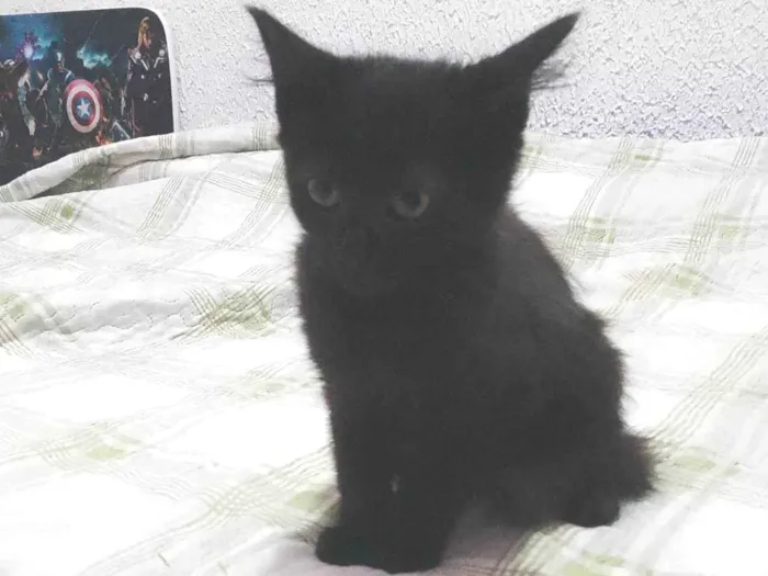 Gato ra a Siamês  idade 2 a 6 meses nome Não tem