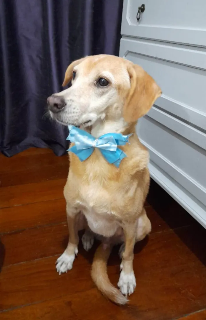 Cachorro ra a SRD-ViraLata idade 5 anos nome Quindin
