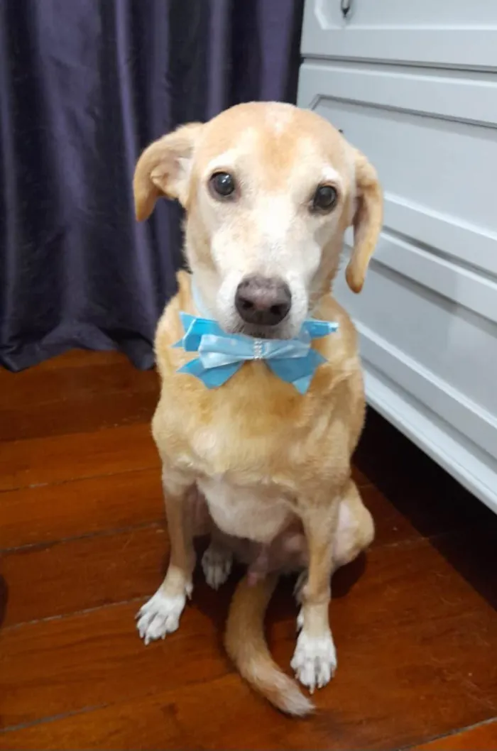 Cachorro ra a SRD-ViraLata idade 5 anos nome Quindin
