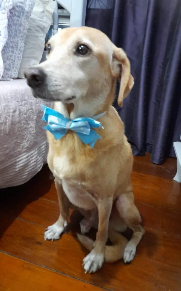 Cachorro ra a SRD-ViraLata idade 5 anos nome Quindin