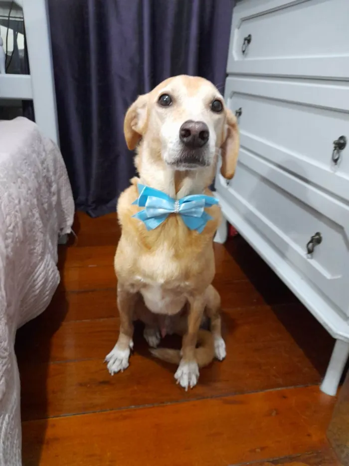 Cachorro ra a SRD-ViraLata idade 5 anos nome Quindin