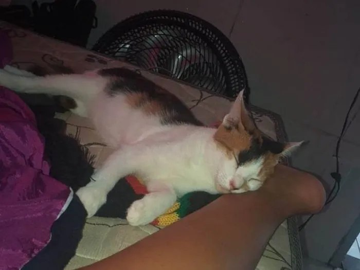 Gato ra a Cat Calicó  idade 2 a 6 meses nome Sem nome 