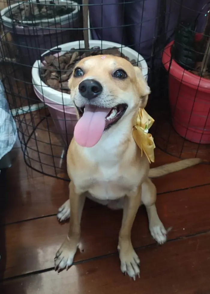 Cachorro ra a SRD-ViraLata idade 7 a 11 meses nome Juliettte