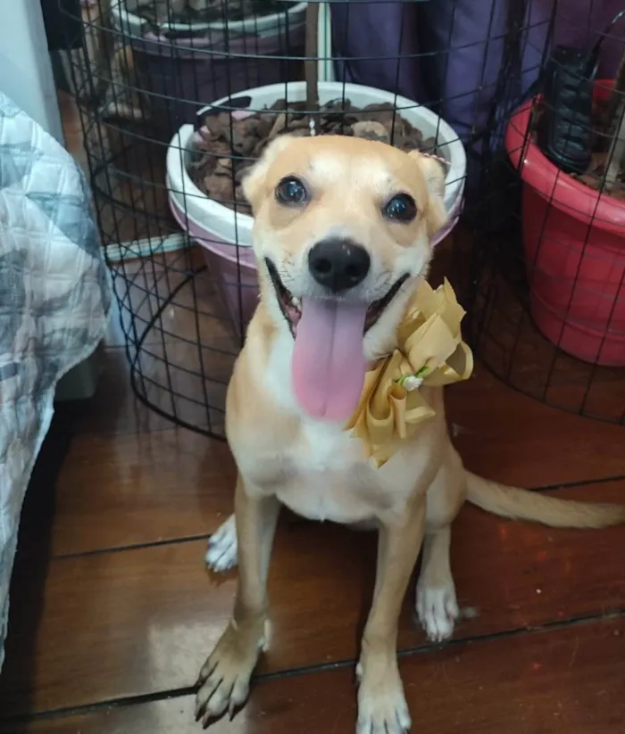 Cachorro ra a SRD-ViraLata idade 7 a 11 meses nome Juliettte