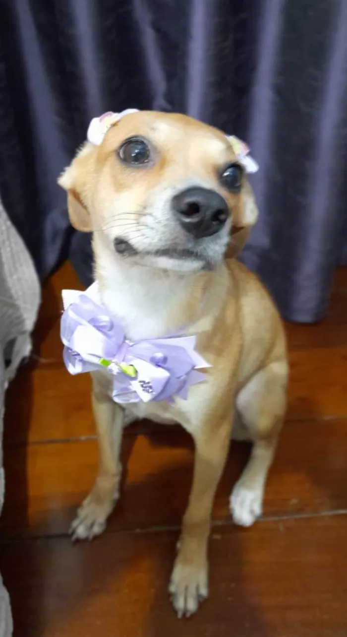 Cachorro ra a SRD-ViraLata idade 7 a 11 meses nome Juliettte