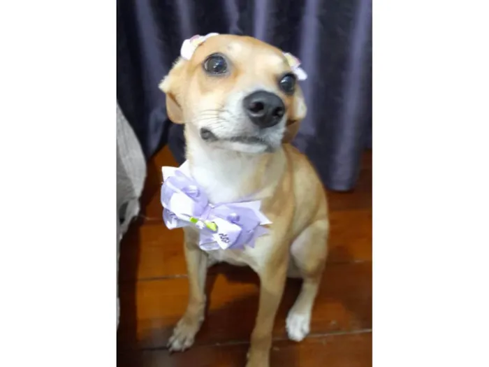 Cachorro ra a SRD-ViraLata idade 7 a 11 meses nome Juliettte