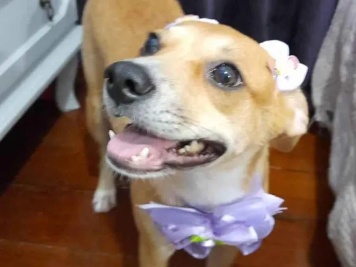 Cachorro ra a SRD-ViraLata idade 7 a 11 meses nome Juliettte