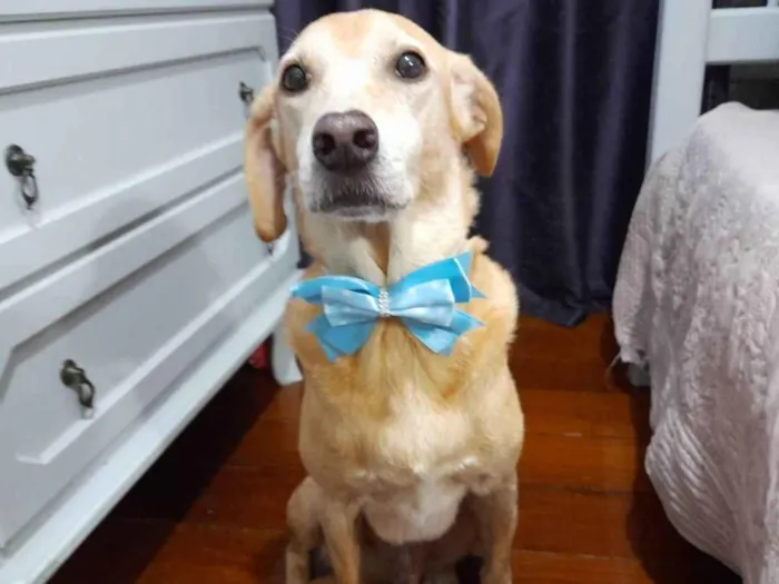 Cachorro ra a SRD-ViraLata idade 5 anos nome Quindin