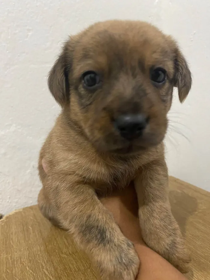 Cachorro ra a SRD-ViraLata idade Abaixo de 2 meses nome pup