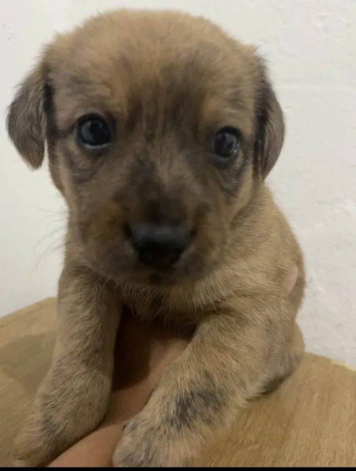 Cachorro ra a SRD-ViraLata idade Abaixo de 2 meses nome pup