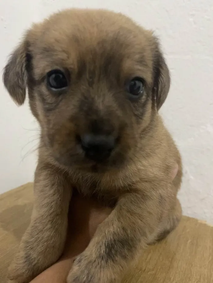 Cachorro ra a SRD-ViraLata idade Abaixo de 2 meses nome pup