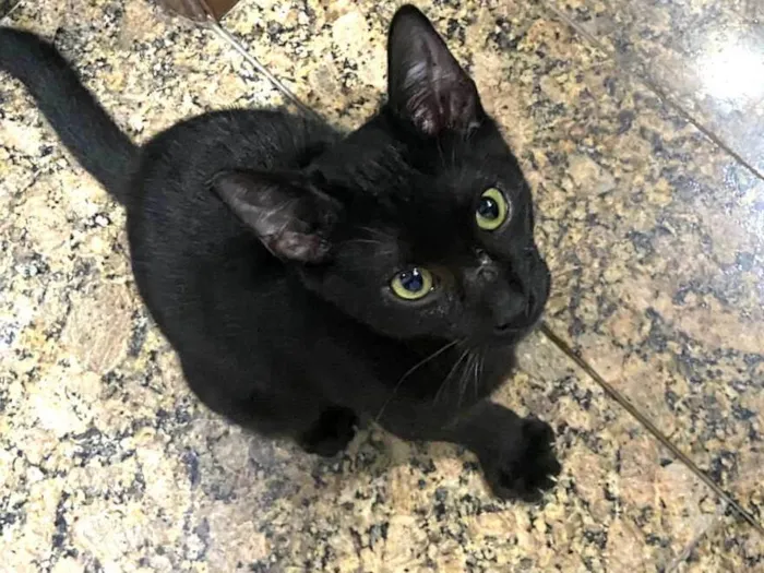 Gato raça SRD-ViraLata idade 2 a 6 meses nome Negresco 