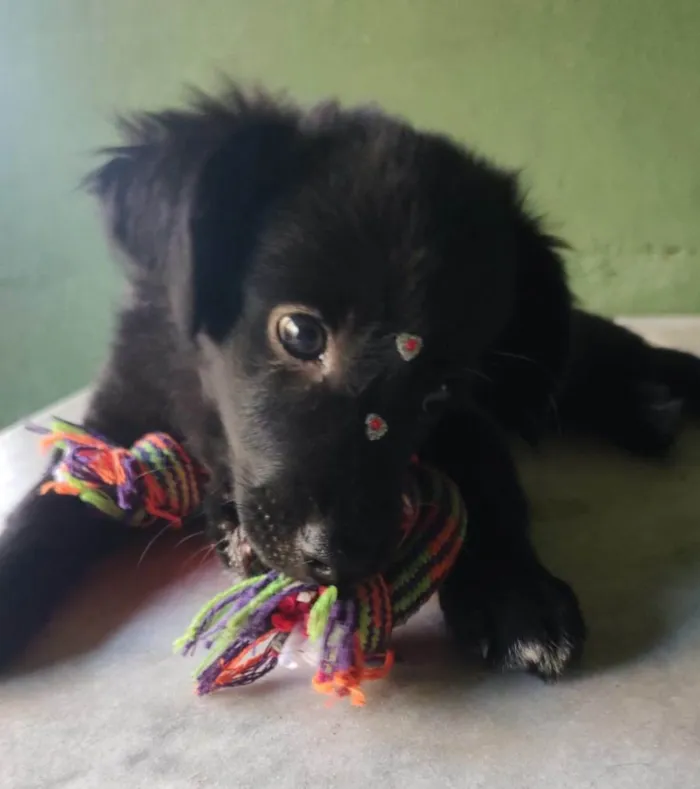 Cachorro ra a SRD-ViraLata idade 2 a 6 meses nome Odin