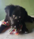 Odin