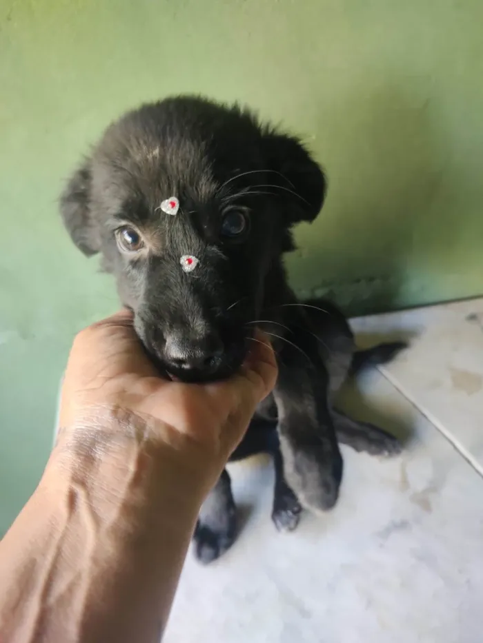 Cachorro ra a SRD-ViraLata idade 2 a 6 meses nome Odin