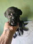 Odin