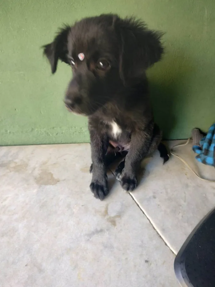 Cachorro ra a SRD-ViraLata idade 2 a 6 meses nome Odin
