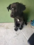Odin