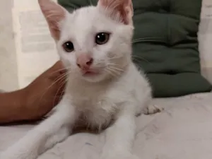 Gato raça SRD-ViraLata idade 2 a 6 meses nome Holmes