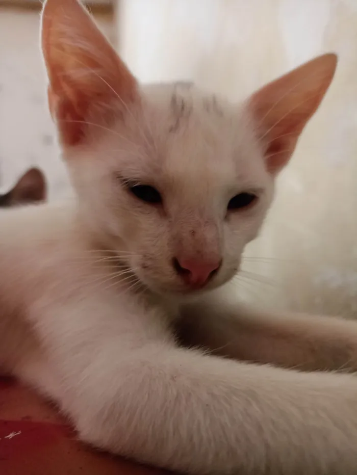 Gato ra a SRD-ViraLata idade 2 a 6 meses nome Holmes