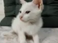 Bella