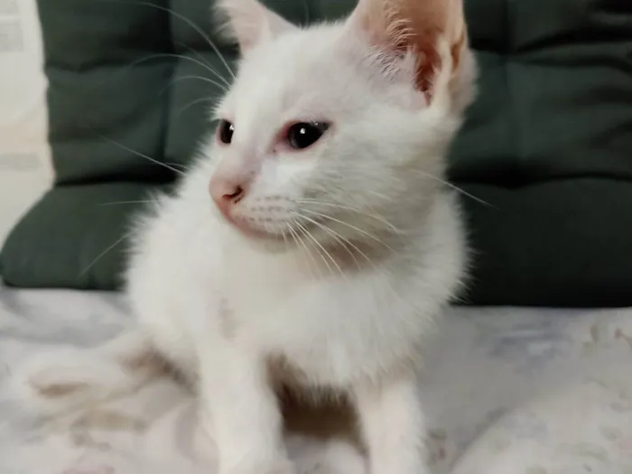 Gato ra a SRD-ViraLata idade 2 a 6 meses nome Bella