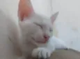 Bella