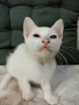 Bella