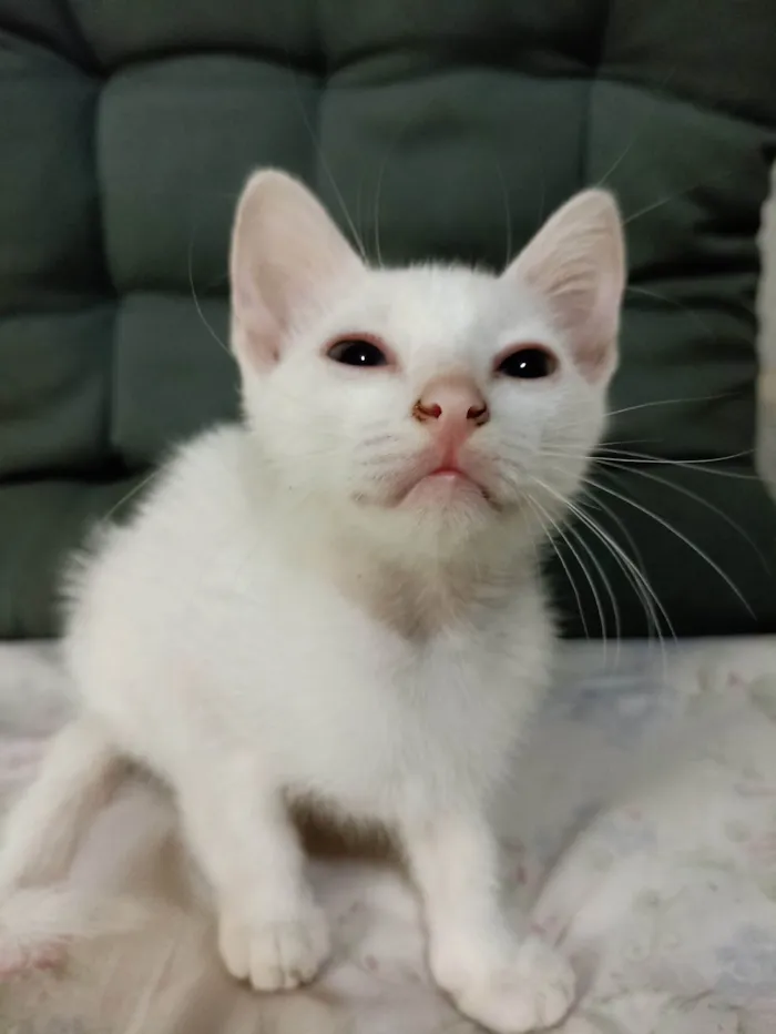 Gato ra a SRD-ViraLata idade 2 a 6 meses nome Bella