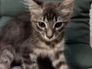 Gato raça SRD-ViraLata idade 2 a 6 meses nome Cinzenta 