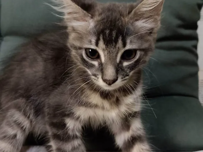 Gato ra a SRD-ViraLata idade 2 a 6 meses nome Cinzenta 