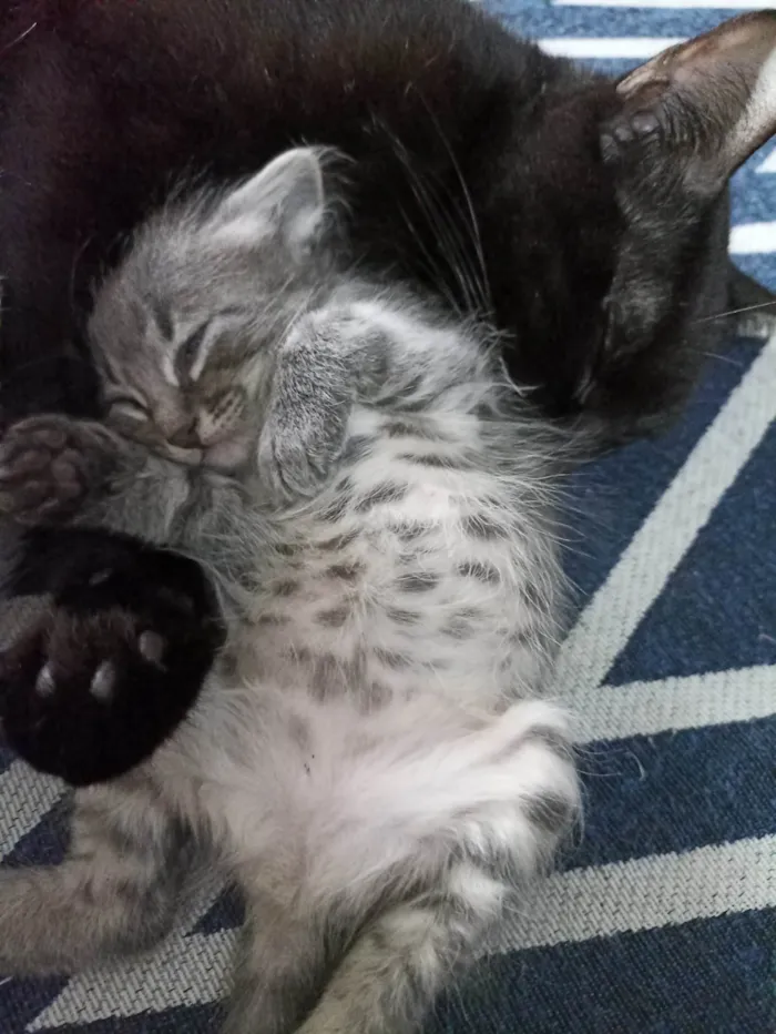 Gato ra a SRD-ViraLata idade 2 a 6 meses nome Cinzenta 