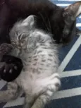 Cinzenta
