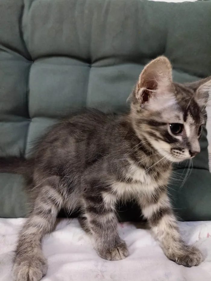 Gato ra a SRD-ViraLata idade 2 a 6 meses nome Cinzenta 
