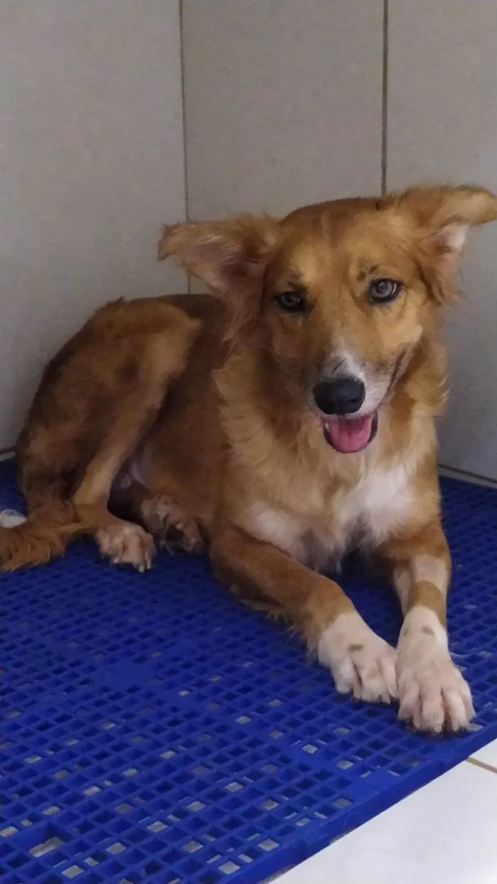 Cachorro ra a SRD-ViraLata idade 1 ano nome Menina