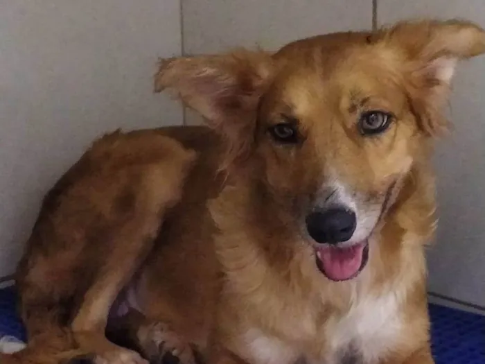 Cachorro ra a SRD-ViraLata idade 1 ano nome Menina