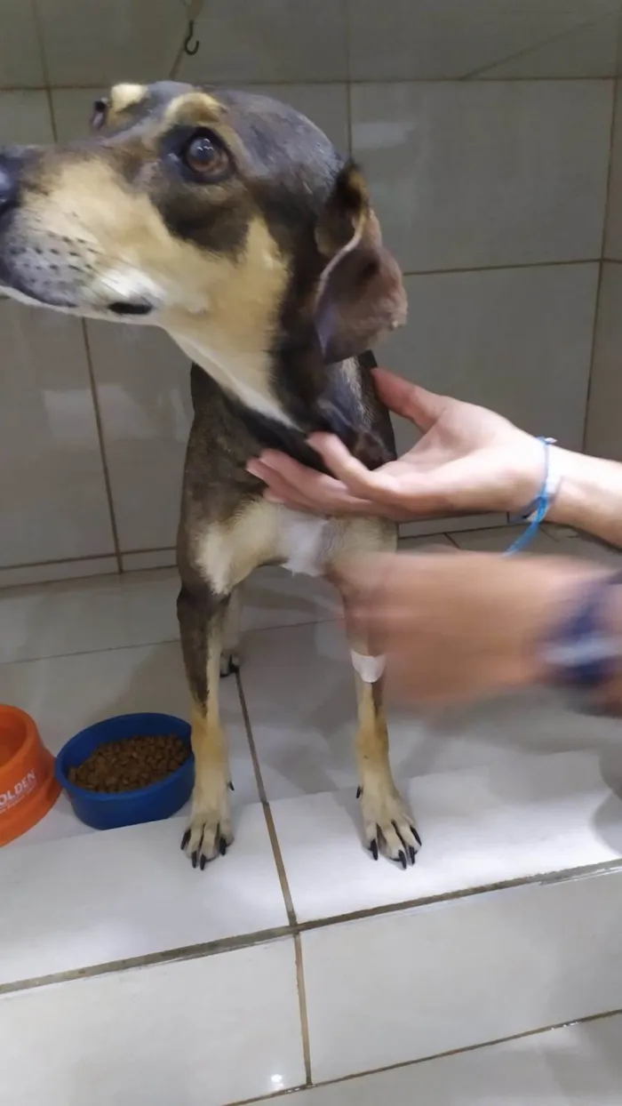 Cachorro ra a SRD-ViraLata idade 2 a 6 meses nome SUSIE