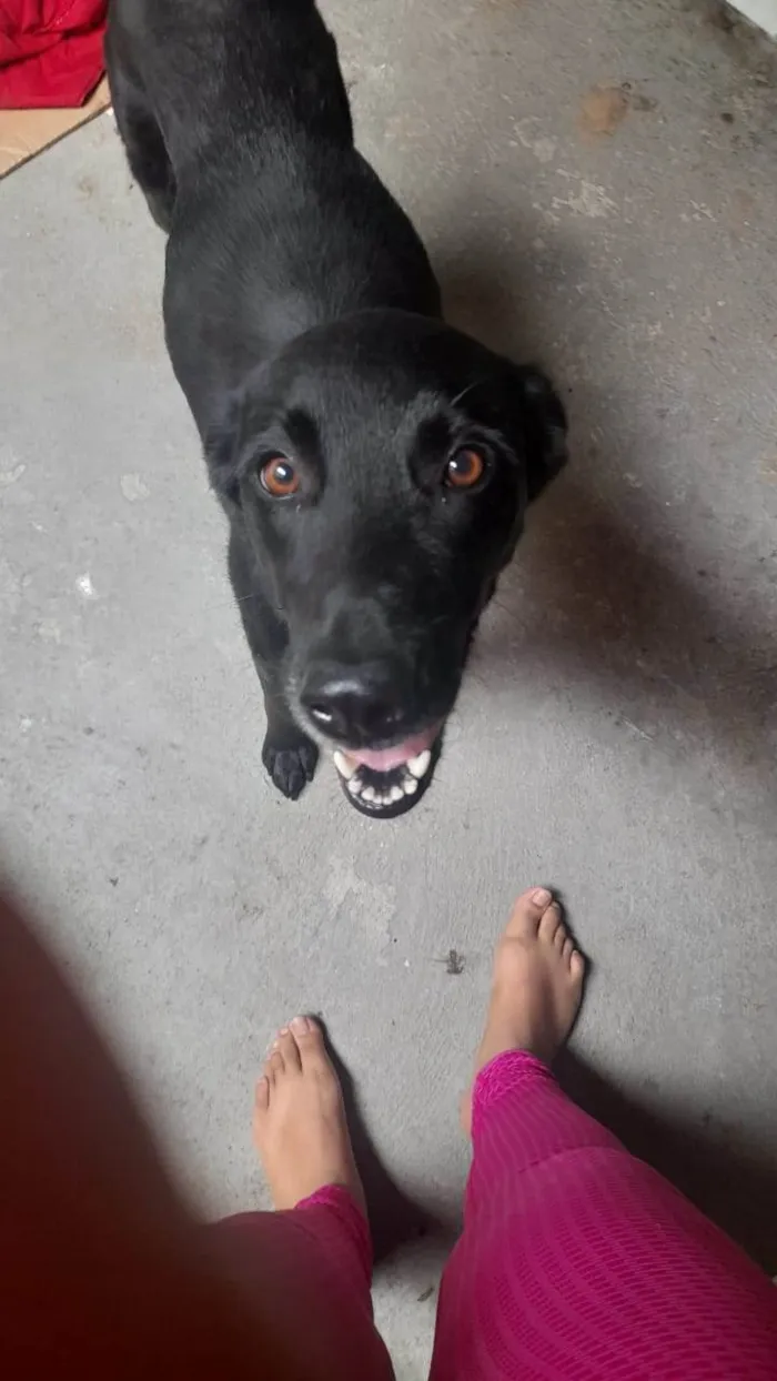 Cachorro ra a SRD-ViraLata idade 4 anos nome Nao tem