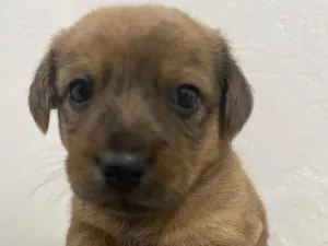 Cachorro raça SRD-ViraLata idade Abaixo de 2 meses nome pup