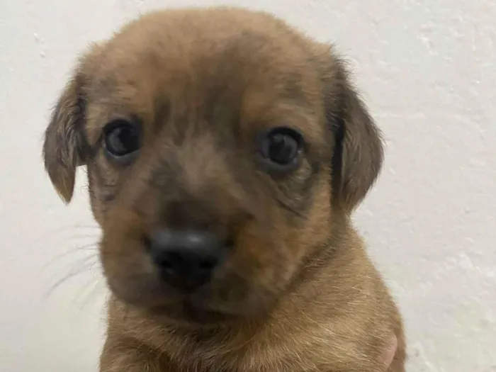 Cachorro ra a SRD-ViraLata idade Abaixo de 2 meses nome pup