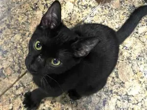 Gato raça SRD-ViraLata idade 2 a 6 meses nome Negresco 
