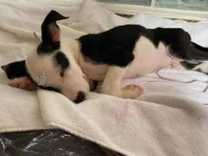 Cachorro raça SRD-ViraLata idade Abaixo de 2 meses nome Noah