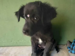 Cachorro raça SRD-ViraLata idade 2 a 6 meses nome Odin