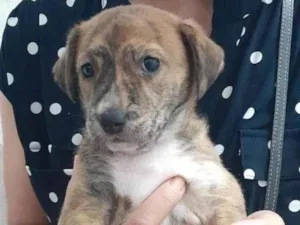 Cachorro raça SRD-ViraLata idade 2 a 6 meses nome Lilla