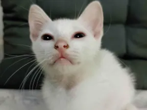 Gato raça SRD-ViraLata idade 2 a 6 meses nome Bella