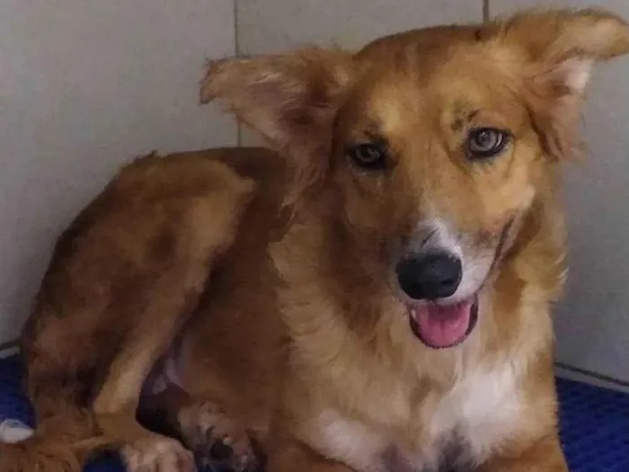 Cachorro ra a SRD-ViraLata idade 1 ano nome Menina