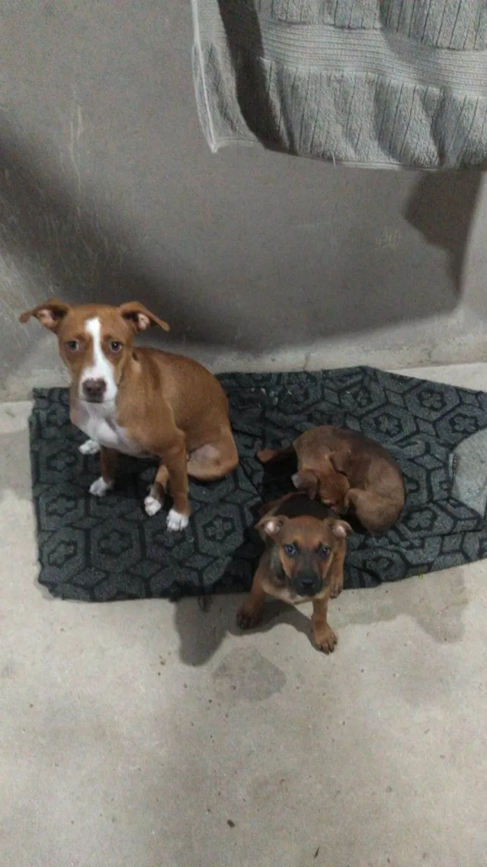 Cachorro ra a Vira-lata idade 2 a 6 meses nome Mel outra não tem nome 