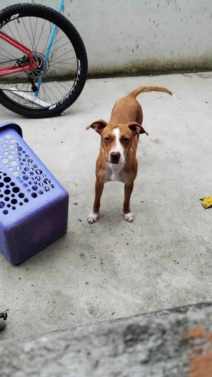 Cachorro ra a Vira-lata idade 2 a 6 meses nome Mel outra não tem nome 